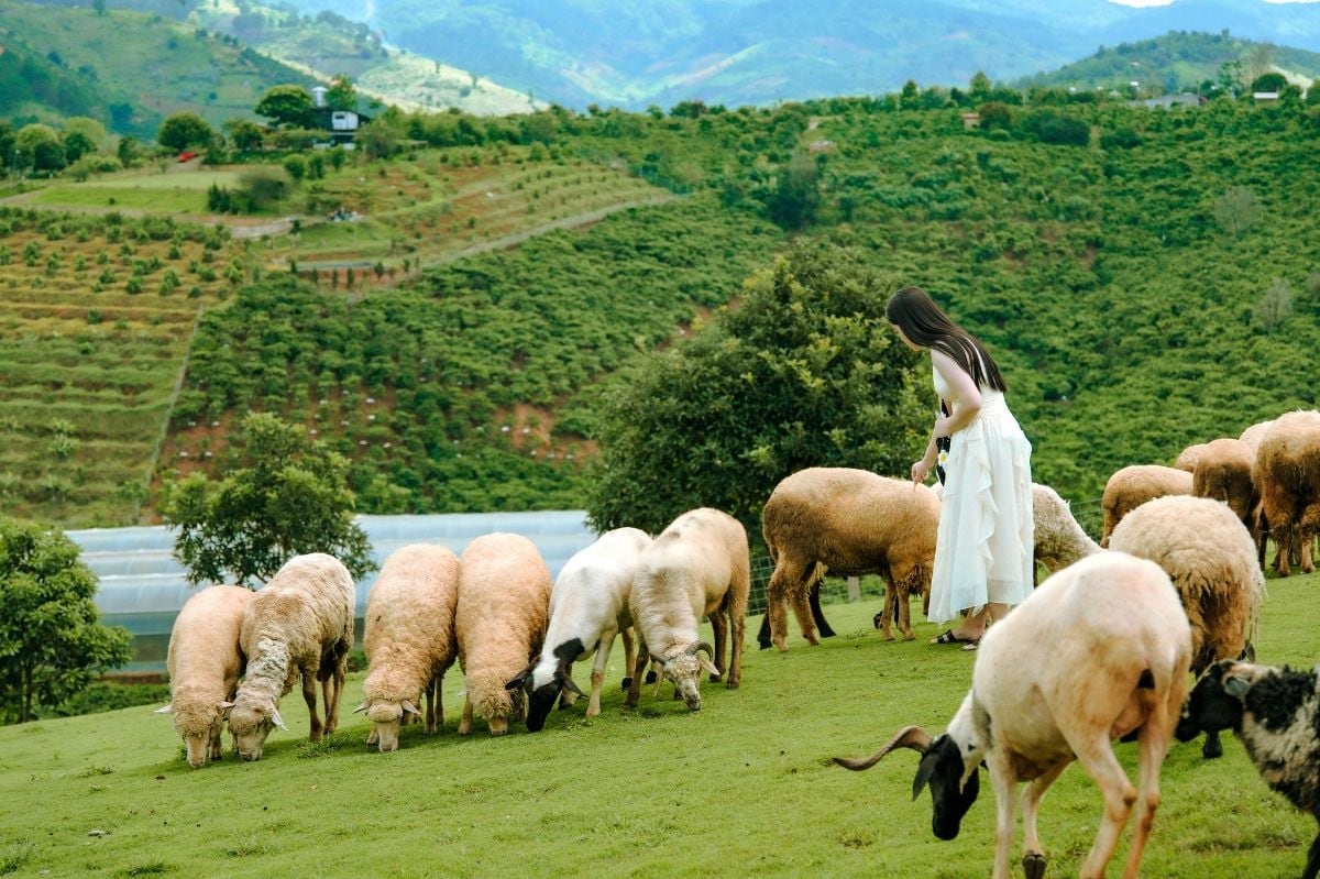 Chika Farm was inspired by European open farms, bringing gentle livestock and nature-based education to Vietnam’s Lam Dong province